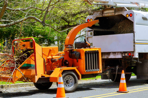 How Our Tree Care Process Works  in Prescott, WI